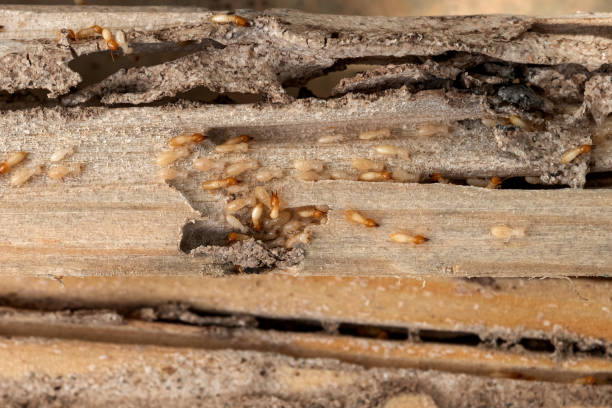 Best Best Pest Control Companies  in New Albany, IN