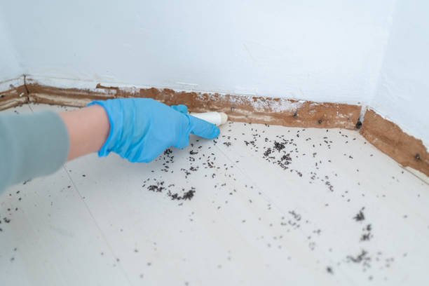 Wasp Removal Services in New Albany, IN